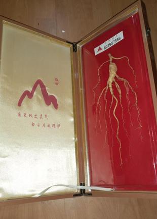 Корень дикого горного 28-летнего женьшеня changbai deluxe в шкатулке, с индивидуальным номером.