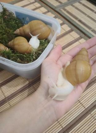 Равлики  achatina fulica rodatzi albino body, розмір мушлі 7-9 см