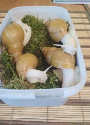 Равлики  achatina fulica rodatzi albino body, розмір мушлі 7-9 см3 фото