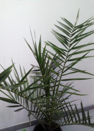 Пальма фінік canariensis