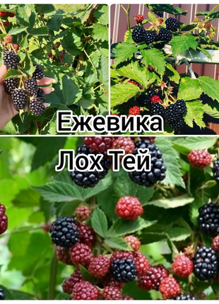 Саджанці ожини натчез триплкраун доїв фрідом тревелер бжезіні чє9 фото