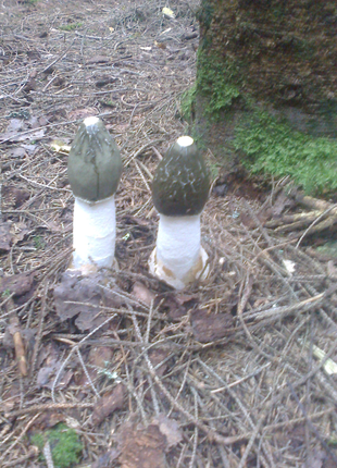 Свічки на основі гриба веселка.8 фото
