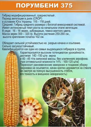 Семена кукурузы порумбени фао 330, засухоустойчивая кукуруза