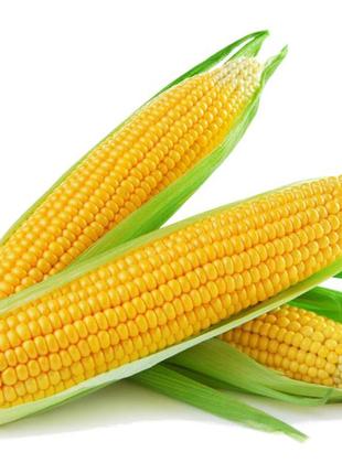 Почаевский 190 мв семена кукурузы