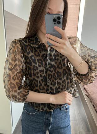 Леопардова блуза zara2 фото