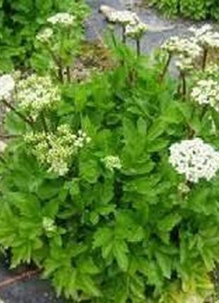 Семена "любисток"