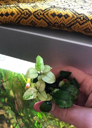 Акваріумні рослини anubias barteri var. nana «pinto»