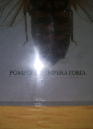 Цикада megapomponia imperatoria2 фото