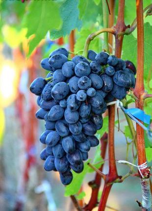 Саджанці винограду кодрянка