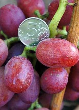 Саджанці винограду лівія