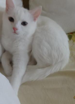 Біла кішечка породи као мані з документами2 фото
