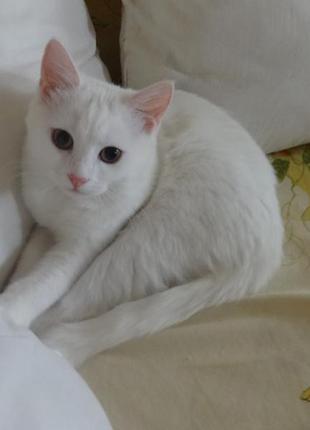 Біла кішечка породи као мані з документами4 фото