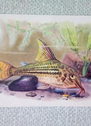 Листівки радянські 1968 р. акваріумні рибки 2 шт