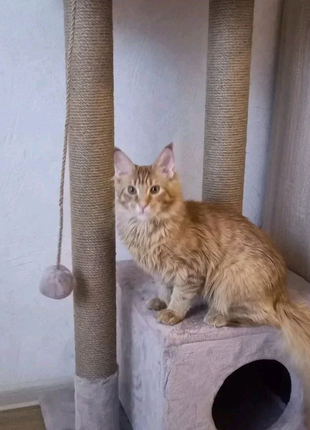 Домик для котов,когтеточка