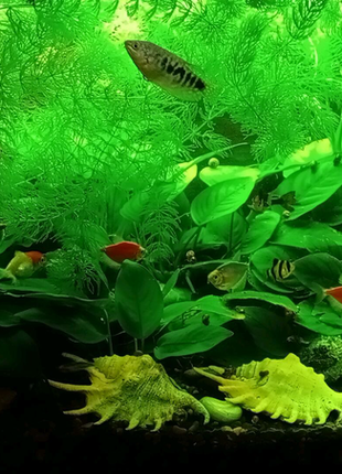 Плаваючі водорості в акваріум