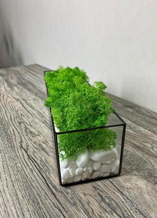 Флораріум, скандинавський мох4 фото
