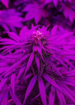 Grow led ecopro samsung 310w-светильник фітолампа multispectrum5 фото