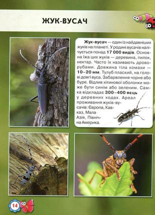 Світ навколо нас. комахи10 фото