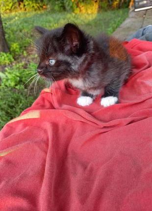 Дівчинка - кошеня