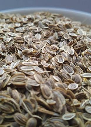 Кріп насіння сушене anethum graveolens 5 кг 4