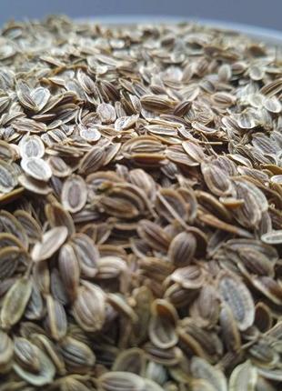 Кріп насіння сушене anethum graveolens 5 кг 5