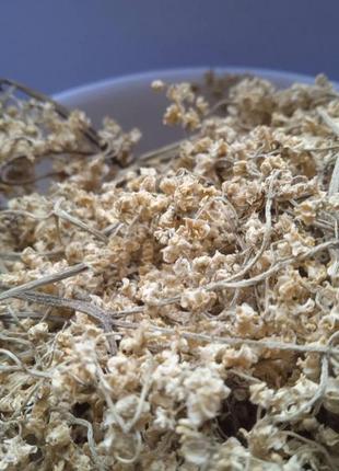 Бузина квіти сушені sambucus nigra 5 кг 4