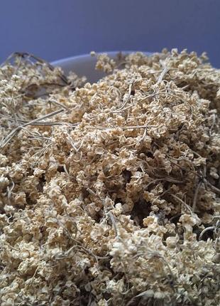 Бузина квіти сушені sambucus nigra 5 кг 5