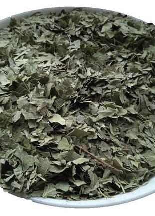 5 кг береза листя betula pendula