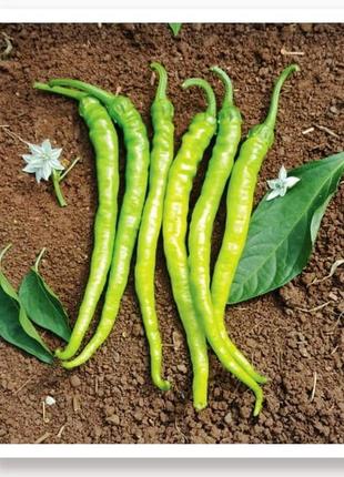 Натуральний насіння гострий перець "ilica" 100шт без гмо
