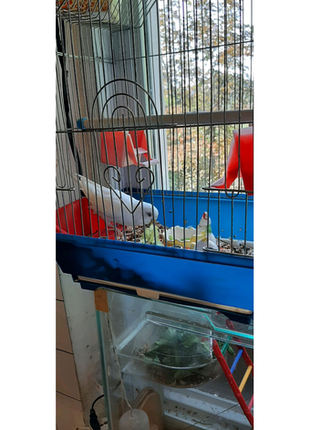 Папуга : волнушка