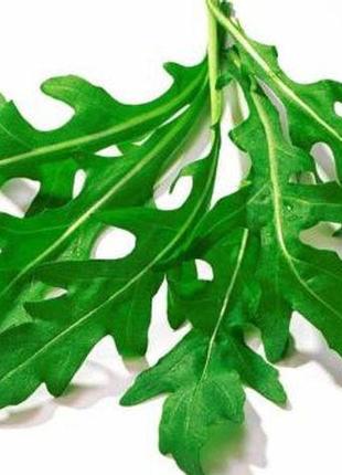 Семена салат руккола