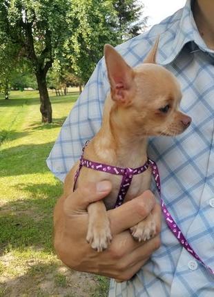 Чихуахуа дівчинка палево-блакитна, подрощенная.