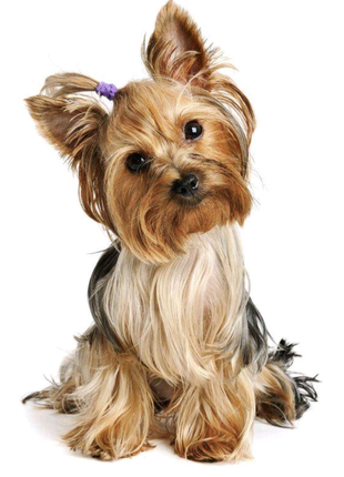 Перетримка собак