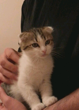 Шотландський висловухий котик