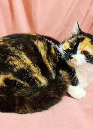 Чарівна триколірна киця тріксі шукає дім | кішка 1 рік стерилізов