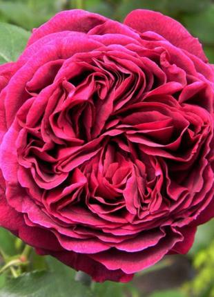 Пропоную саджанці вегетуючих троянд у тубах з закритою кореневою1 фото