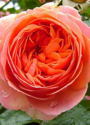 Пропоную саджанці вегетуючих троянд у тубах з закритою кореневою7 фото