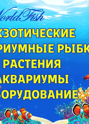 Акваріумні рибки, великий вибір акваріумних рибок а харкові