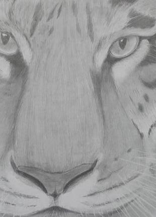 Картина олівцем тигр