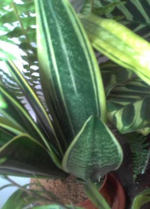 Сансевієрія