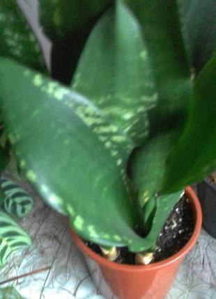 Сансевієрія