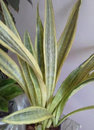 Сансевієрія