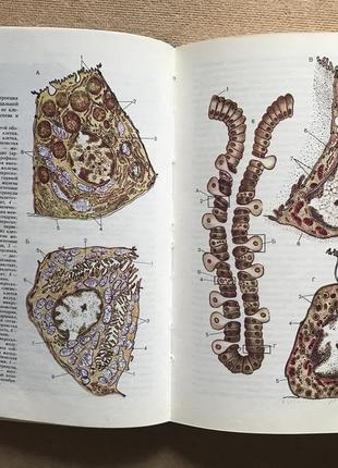 Анатомия человека сапин м. р.,билич г. л.7 фото