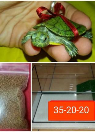 Набір: маленька черепаха + тераріум + корм. доставка по україні