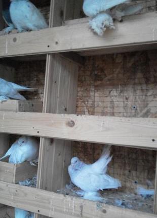 Продам ставних голубів1 фото