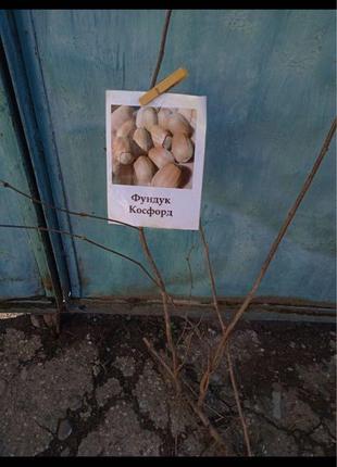 Продам фундук двохрічний