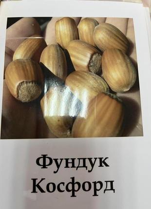 Фундук