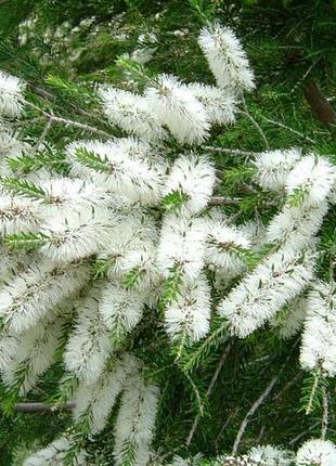 Еф. масло чайне дерево, австралія (melaleuca alternifolia) 1 кг