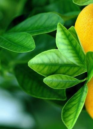 Ефірна олія лимон, італія (citrus limon) оптом від 1 кг