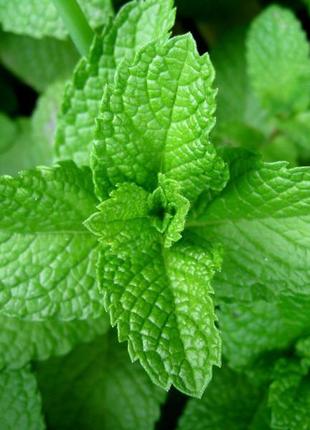 Ефірне масло м'ята перцева, індія (mentha piperita) опт від 1 кг